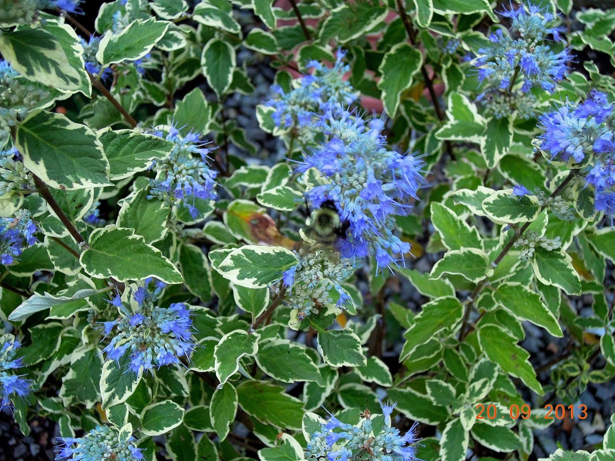 Кариоптерис White Surprise