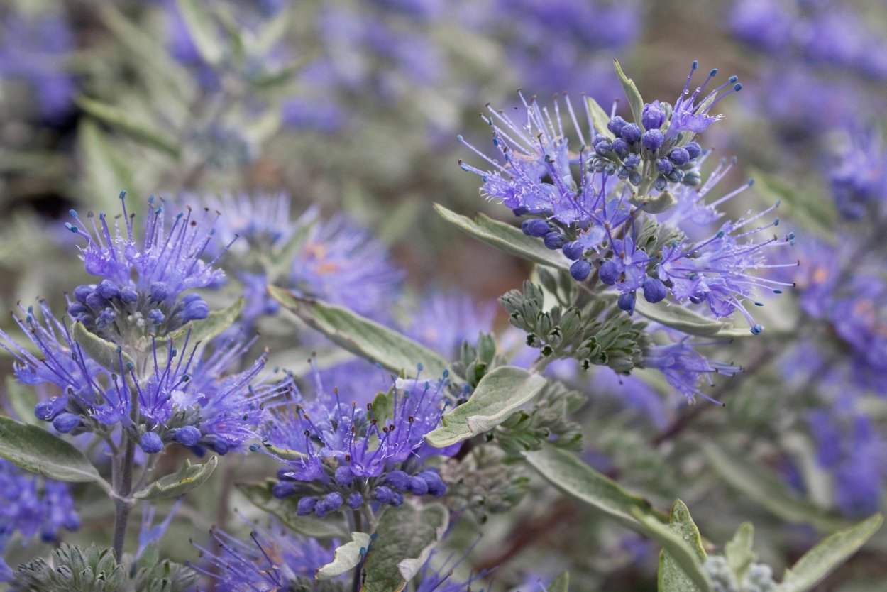 Кариоптерис Стерлинг Сильвер