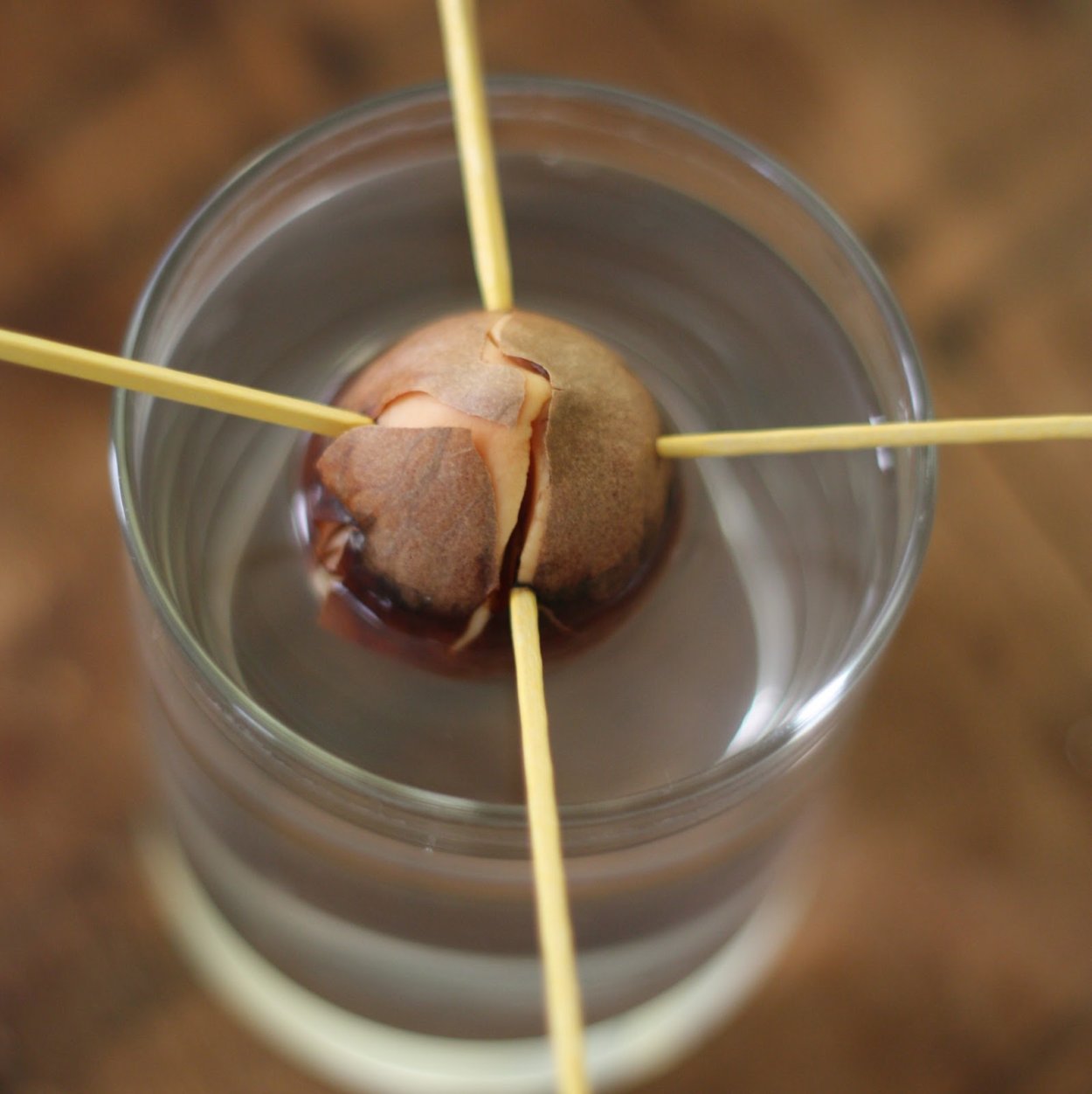 Вырастить авокадо