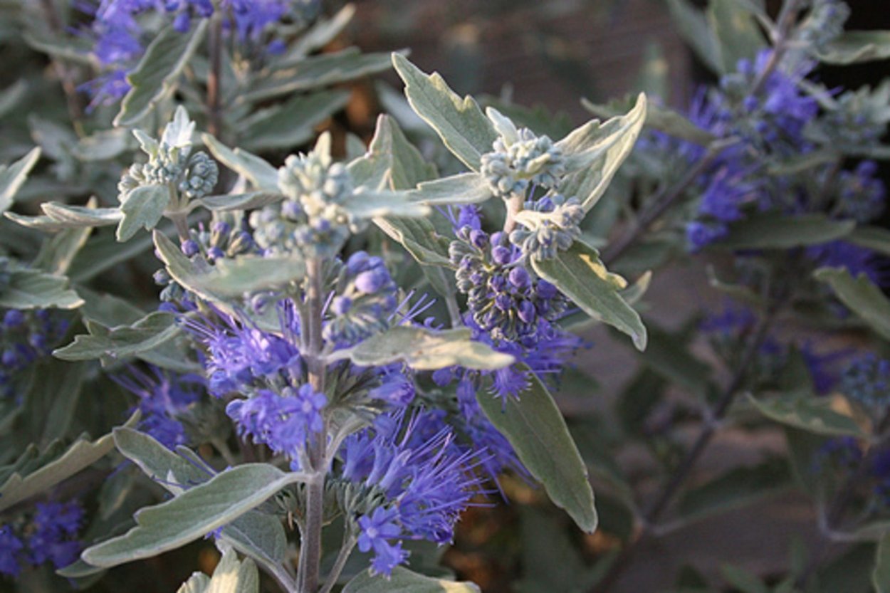 Кариоптерис кландоненский Стерлинг Сильвер