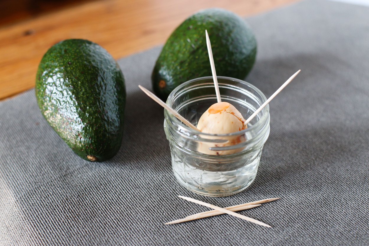 Росток авокадо из косточки