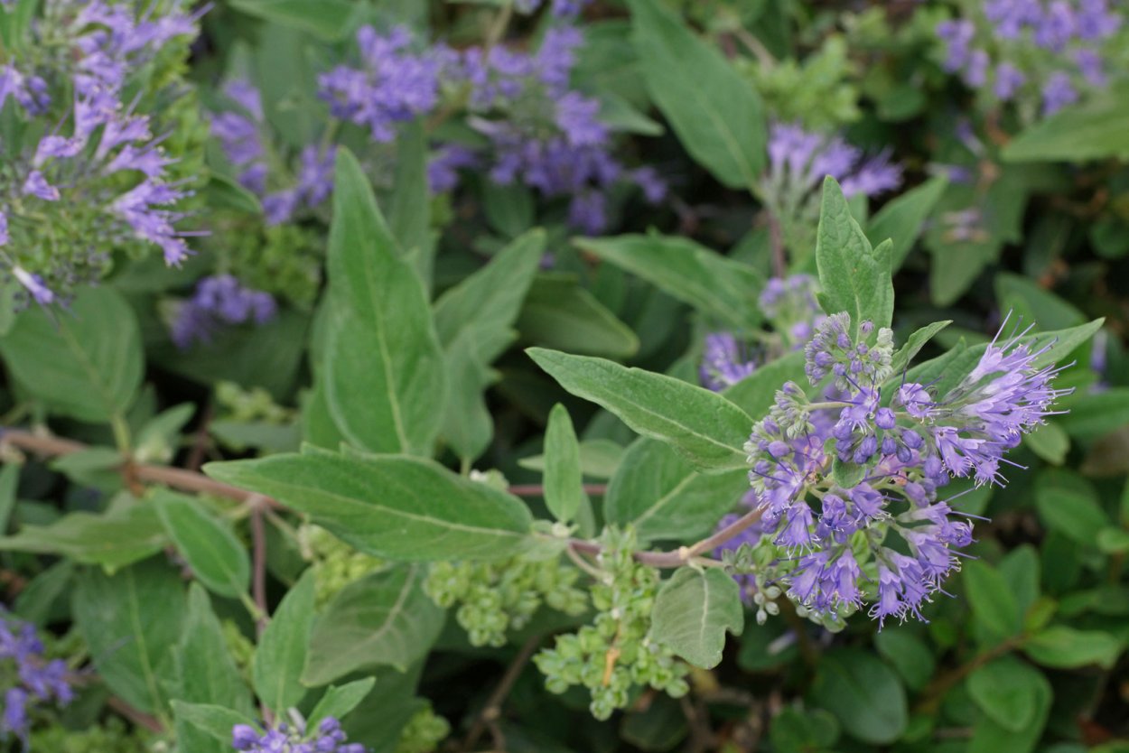 Кариоптерис кландоненский