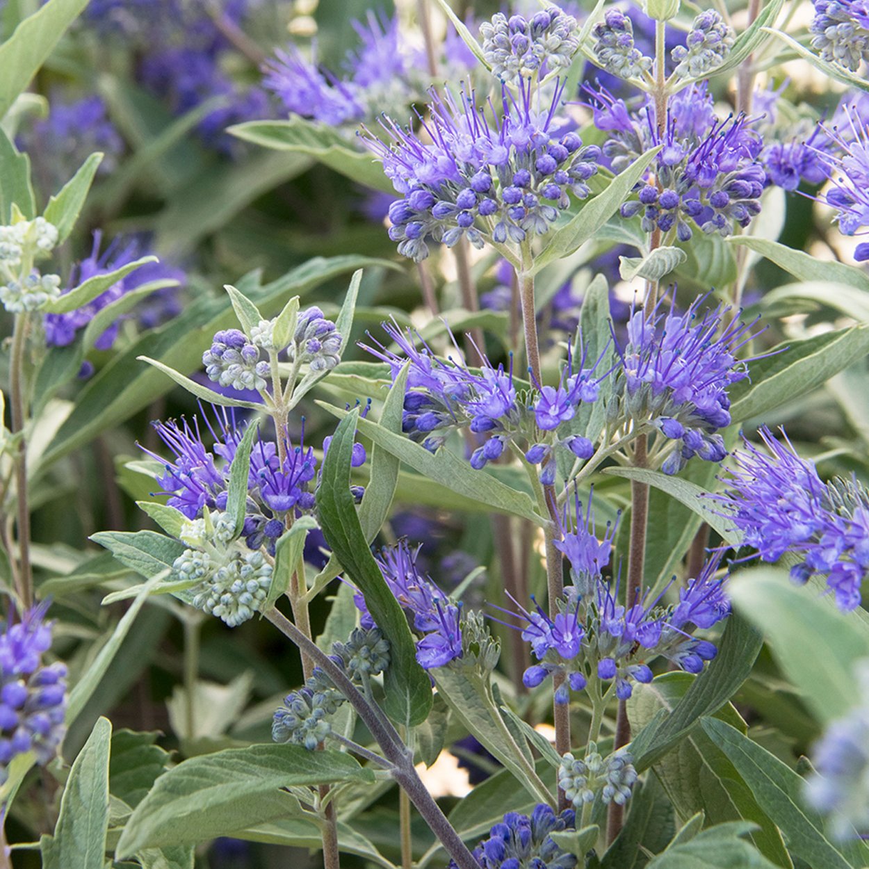 Кариоптерис White Surprise