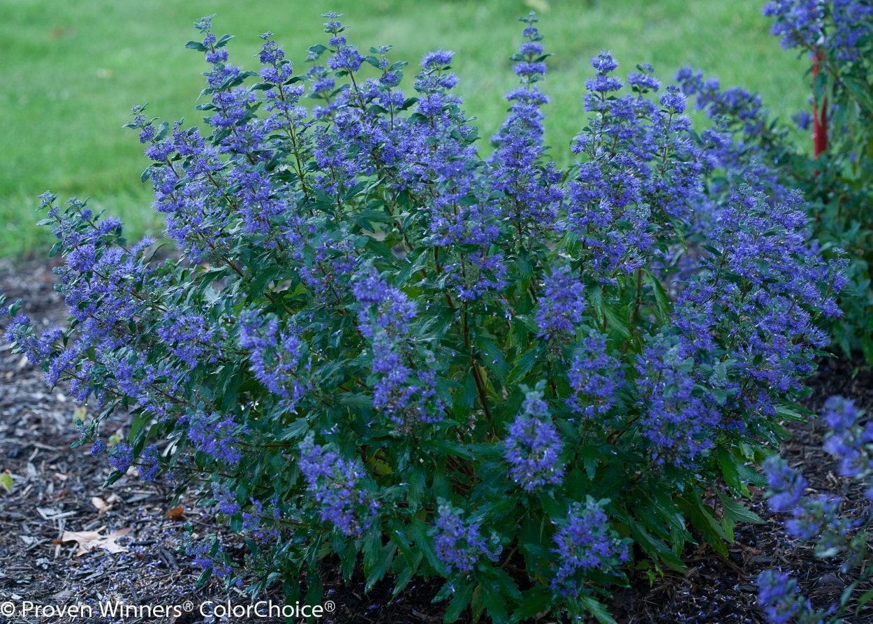 Кариоптерис кландоненский