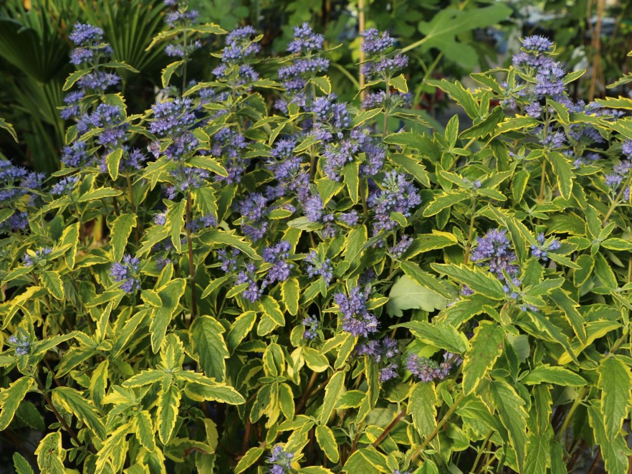 Кариоптерис кландоненский Новакаргол