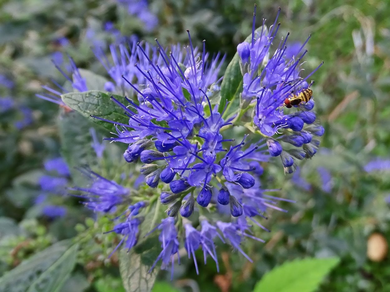 Кариоптерис Стефи