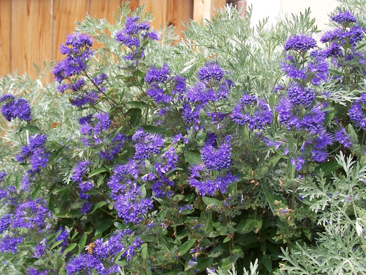 Кариоптерис скрытный