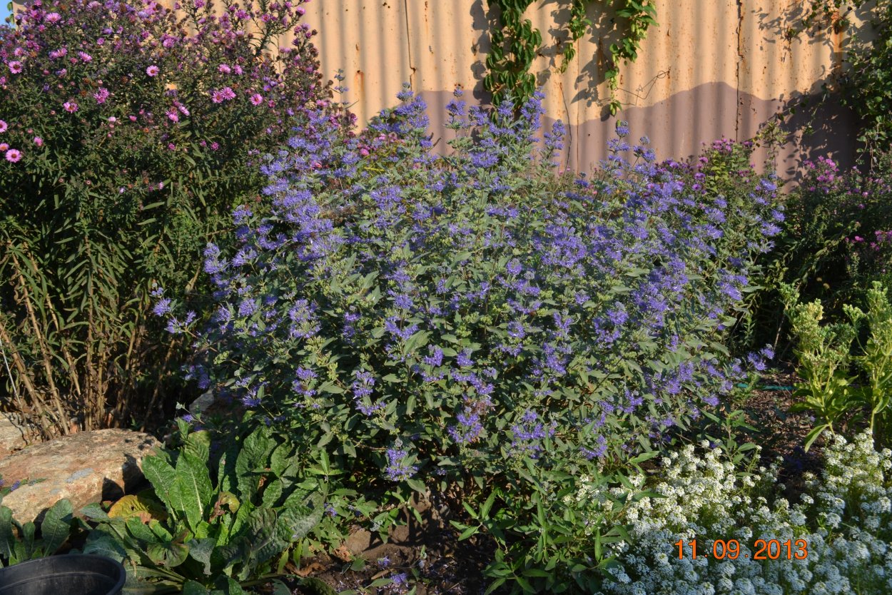 Кариоптерис кладонский