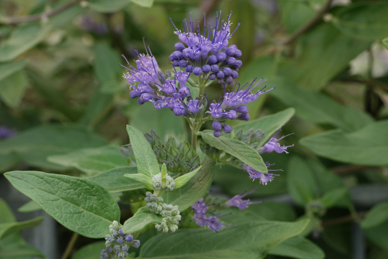 Caryopteris incana