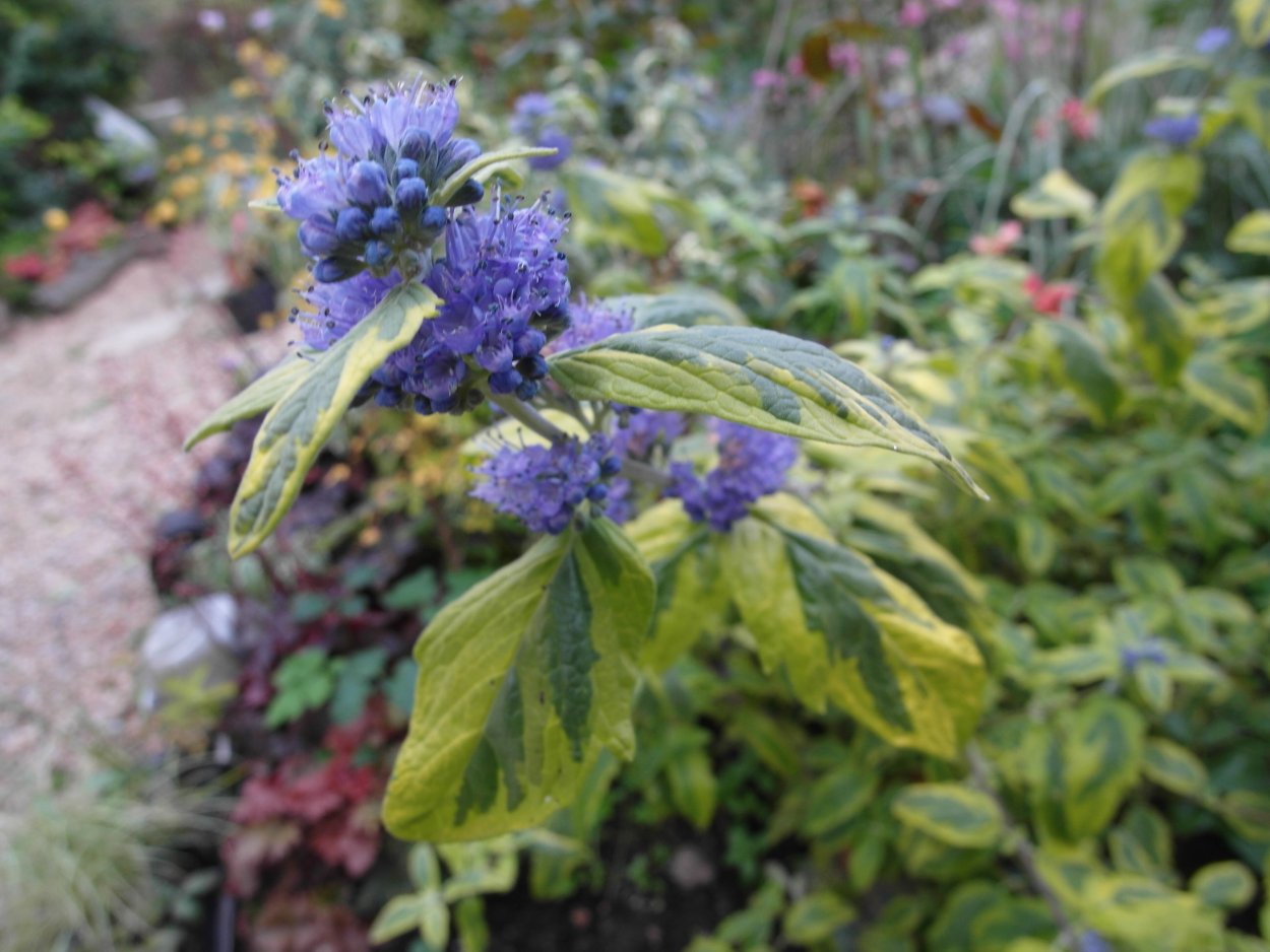 Кариоптерис кустарник