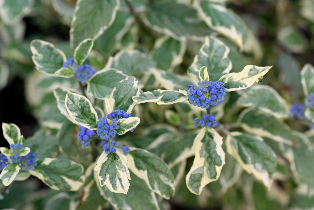 Кариоптерис White Surprise