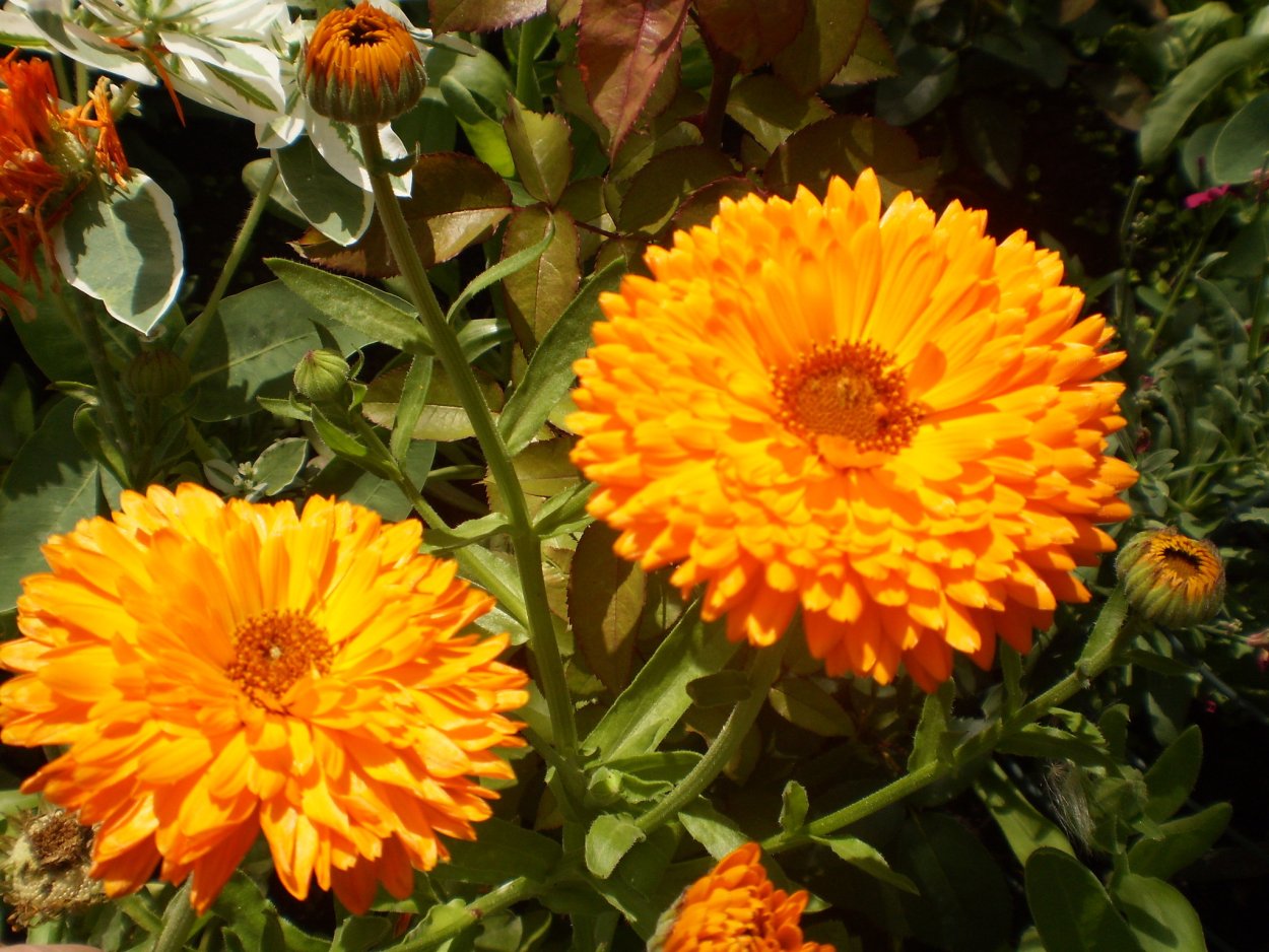 Календула шаровидная