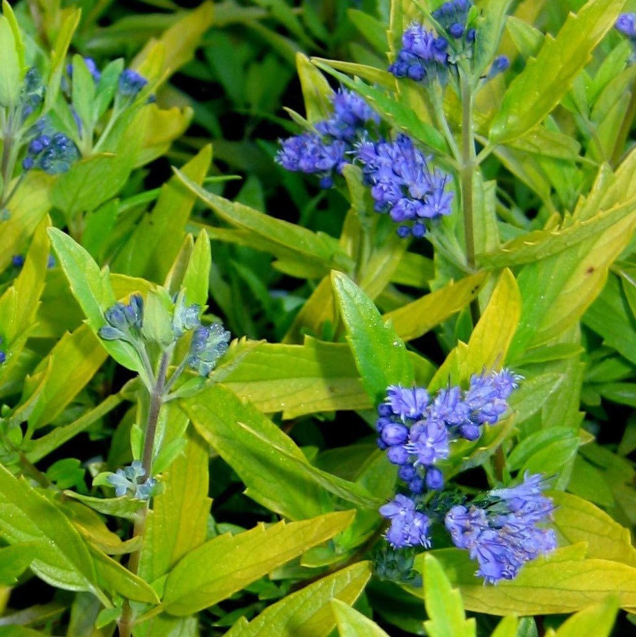 Кариоптерис кландоненский