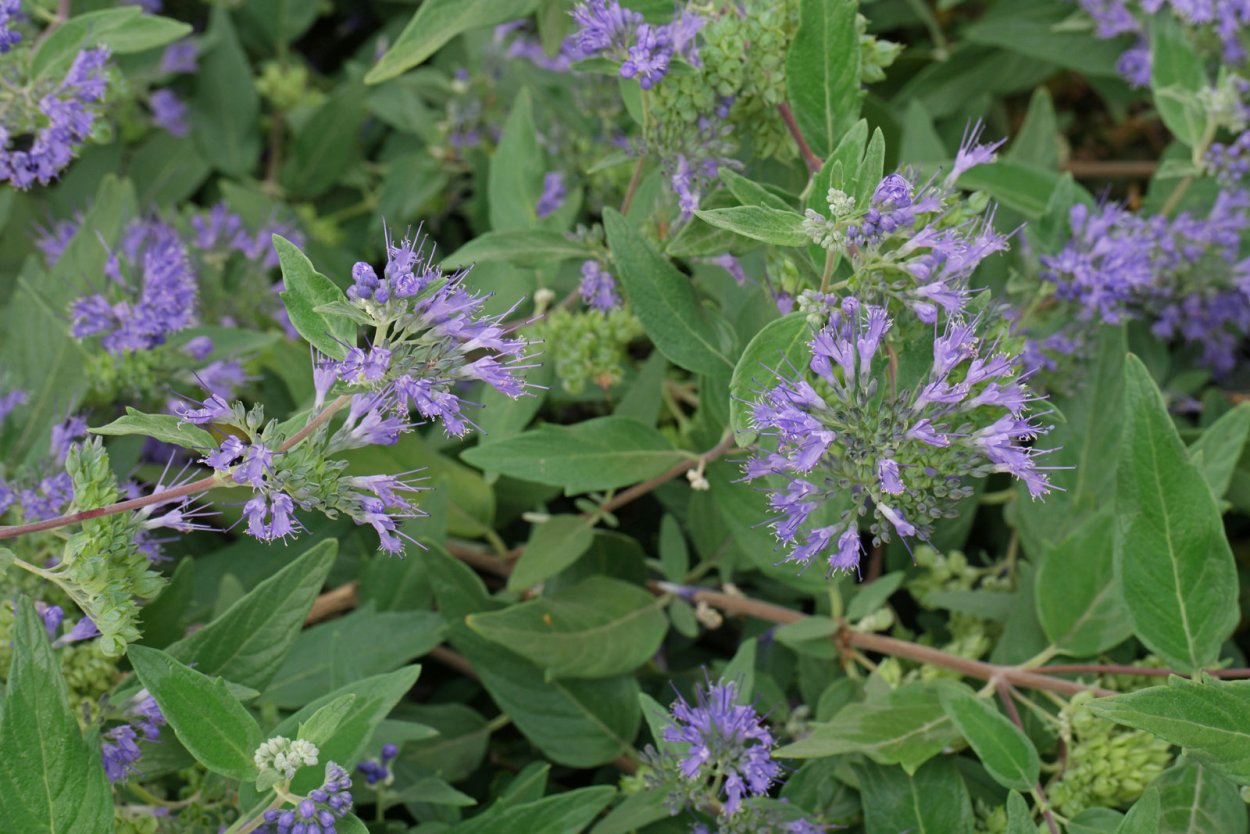 Кариоптерис в саду