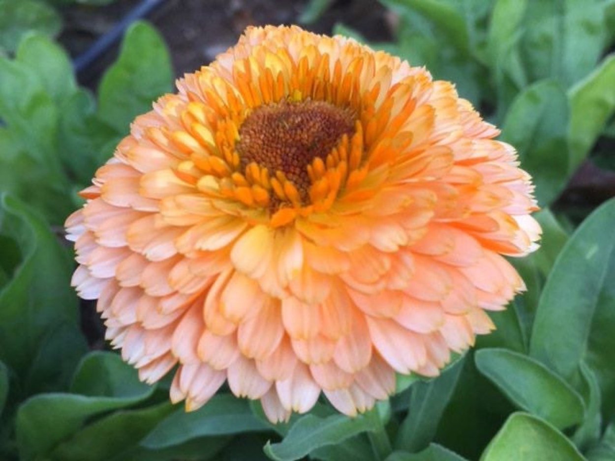 Календула Пинк