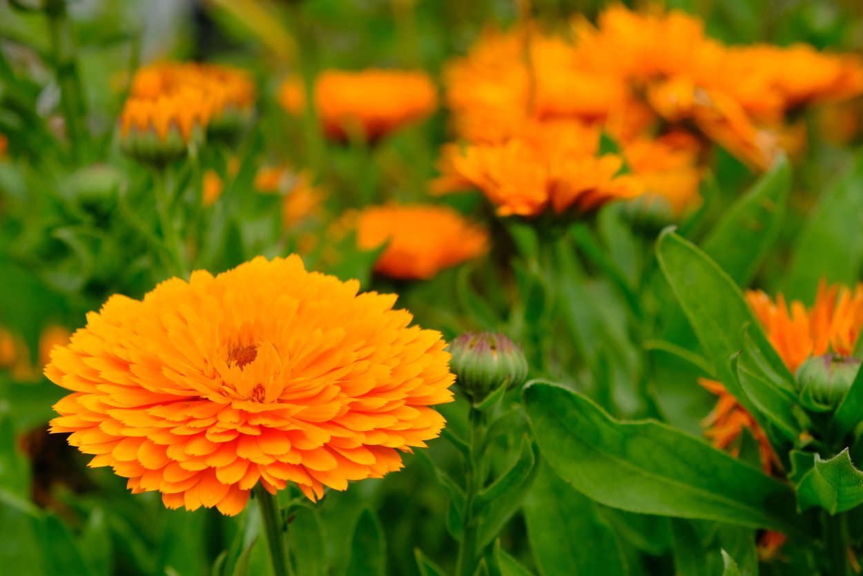 Календула богиня солнца