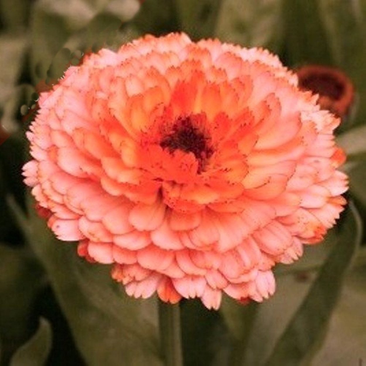 Календула Пинк сюрпрайз