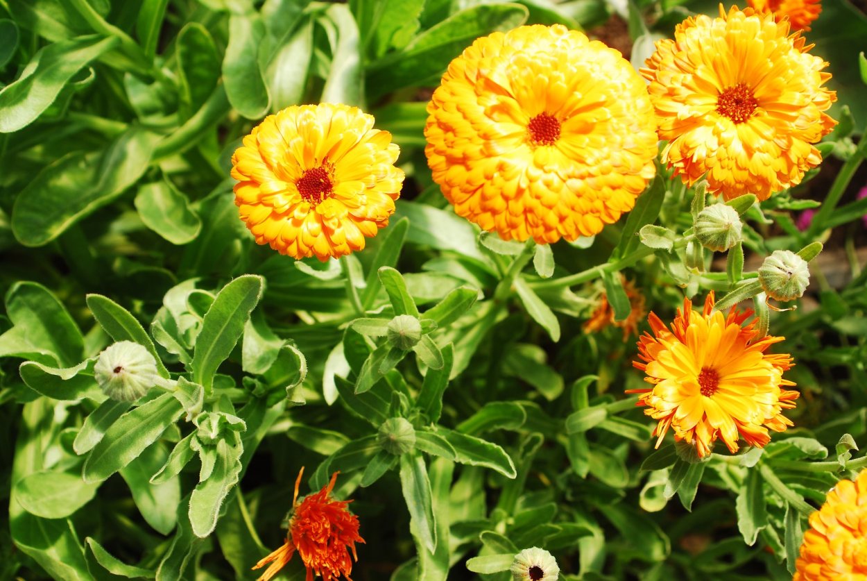 Календула махровая гейша