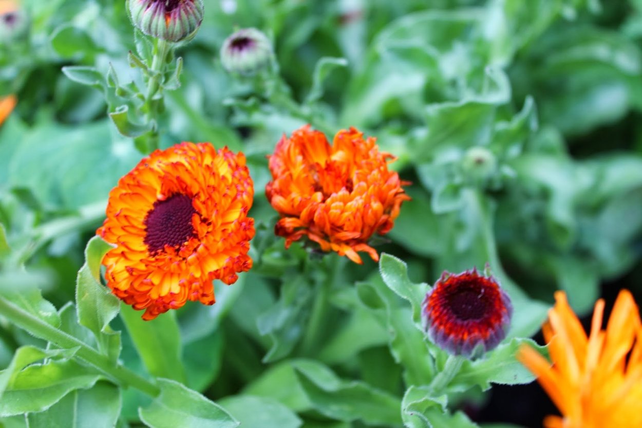 Календула Еллоу Гитана