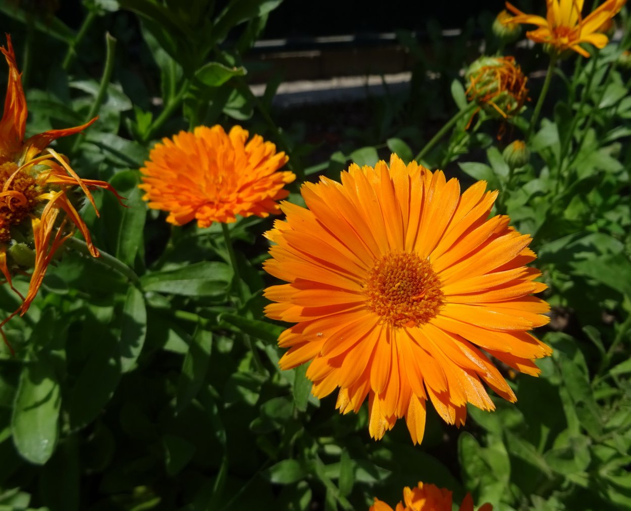 Календула низкорослая Фиеста оранжевая