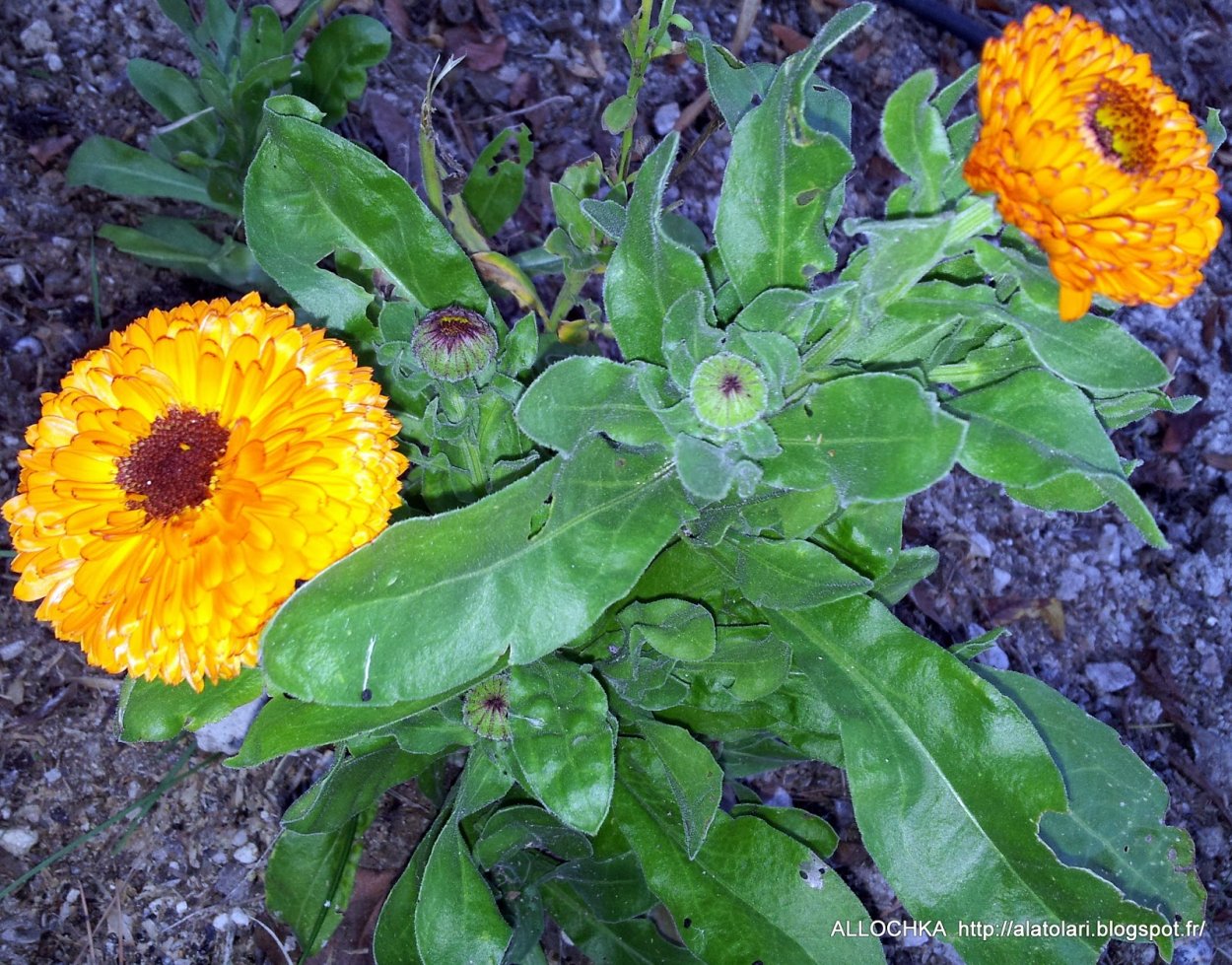 Календула арт Шейдс