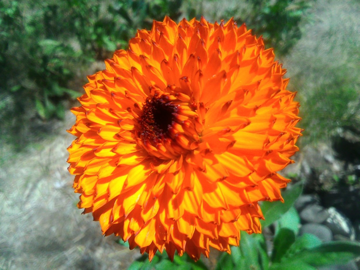 Календула игольчатая георгиновидная