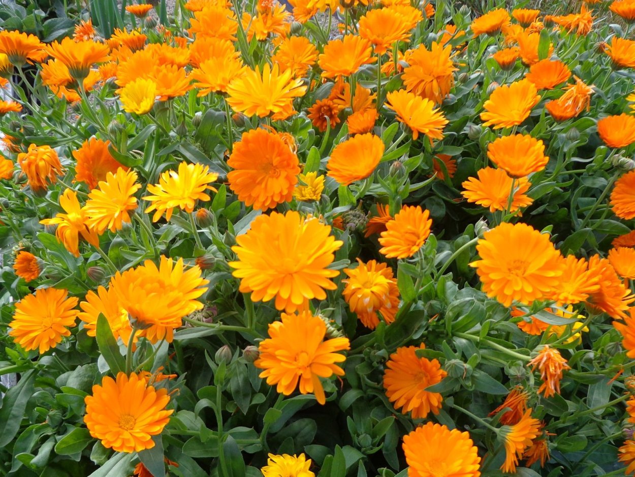 Календула Еллоу Гитана