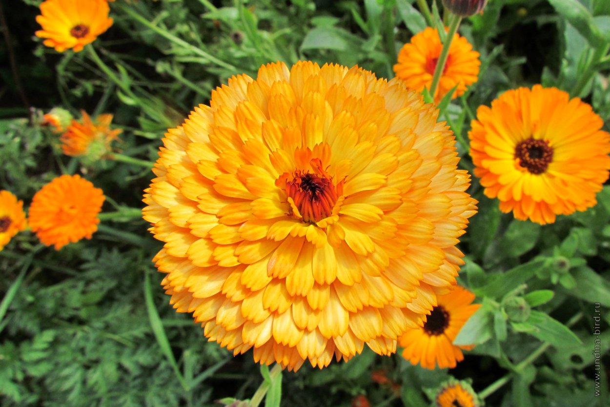 Календула однолетник