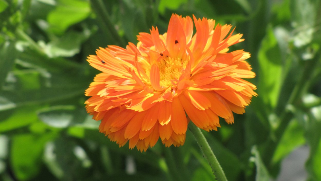 Календула Императрица