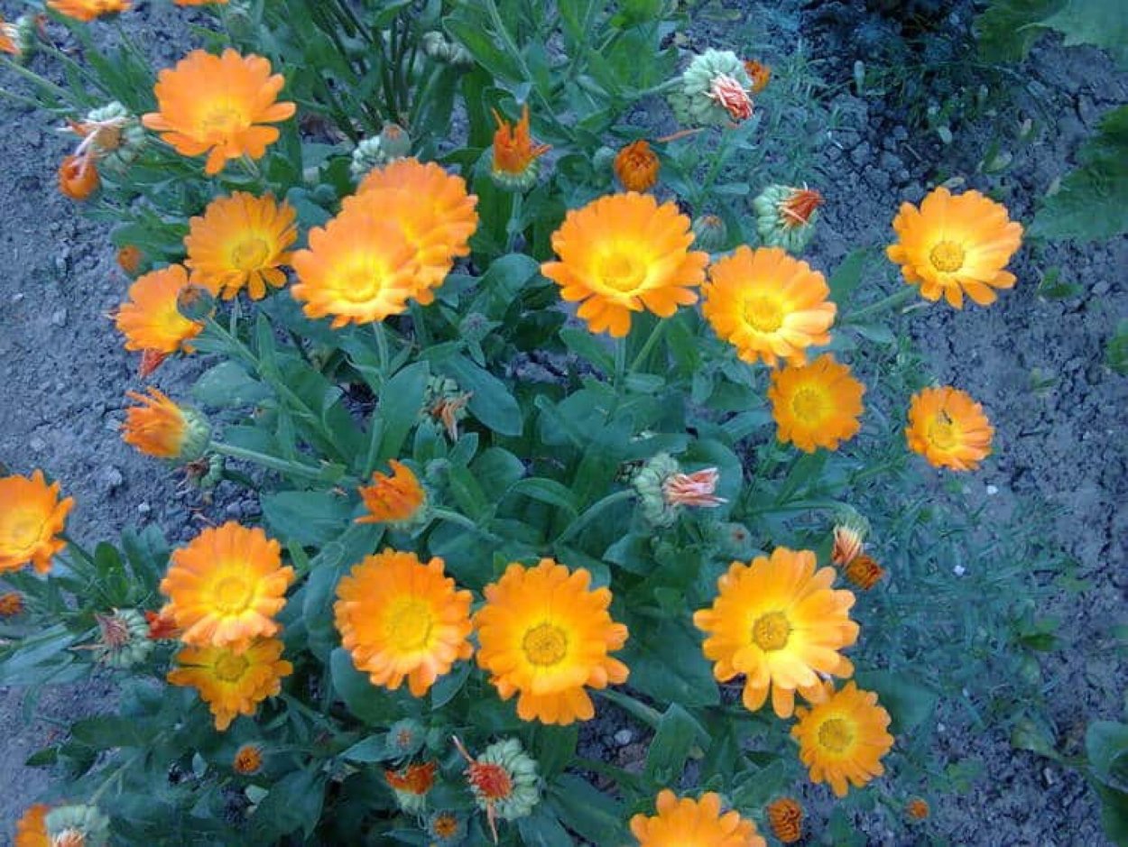 Календула Пацифик Бьюти