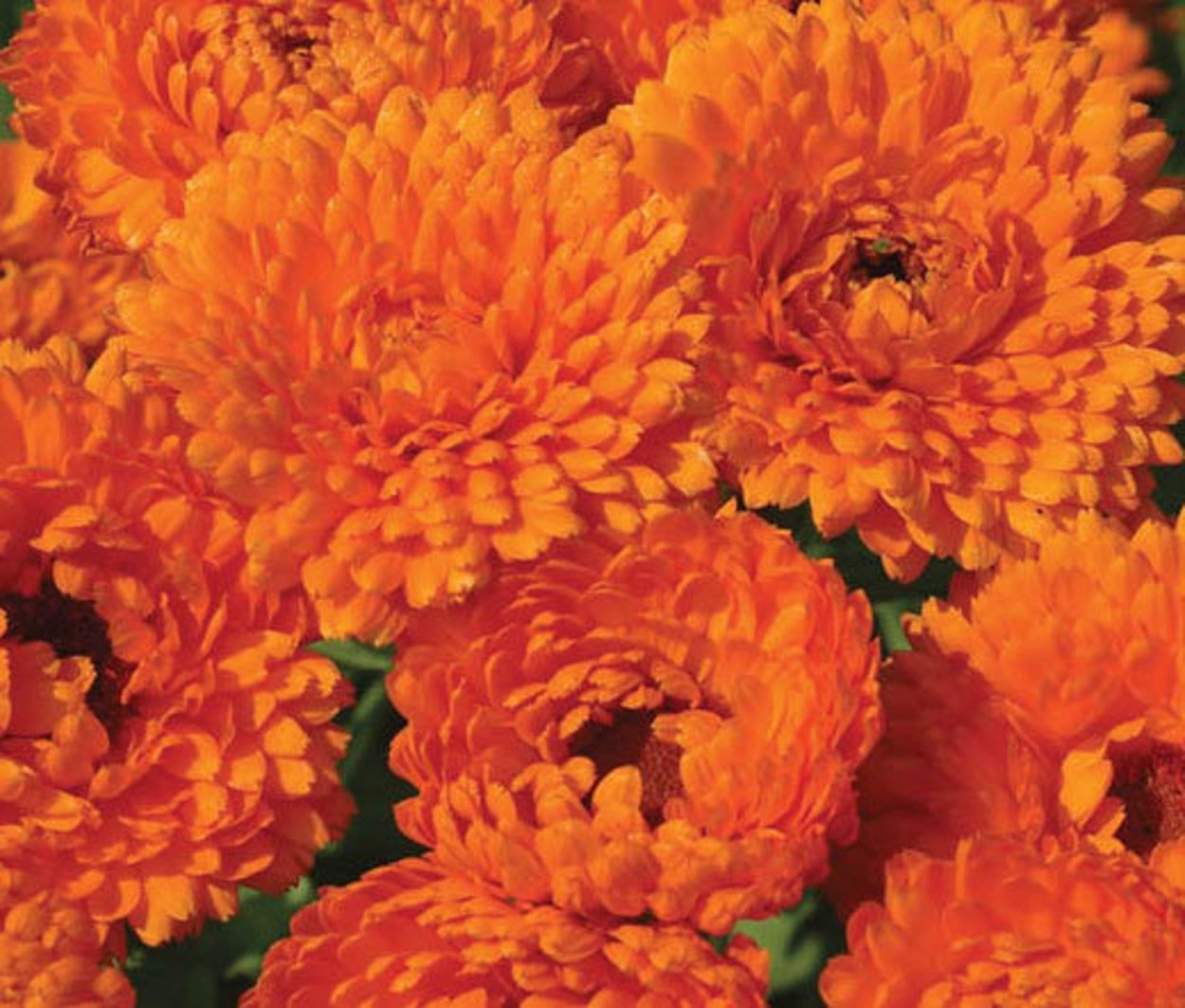 Календула Каблуна темно-оранжевая