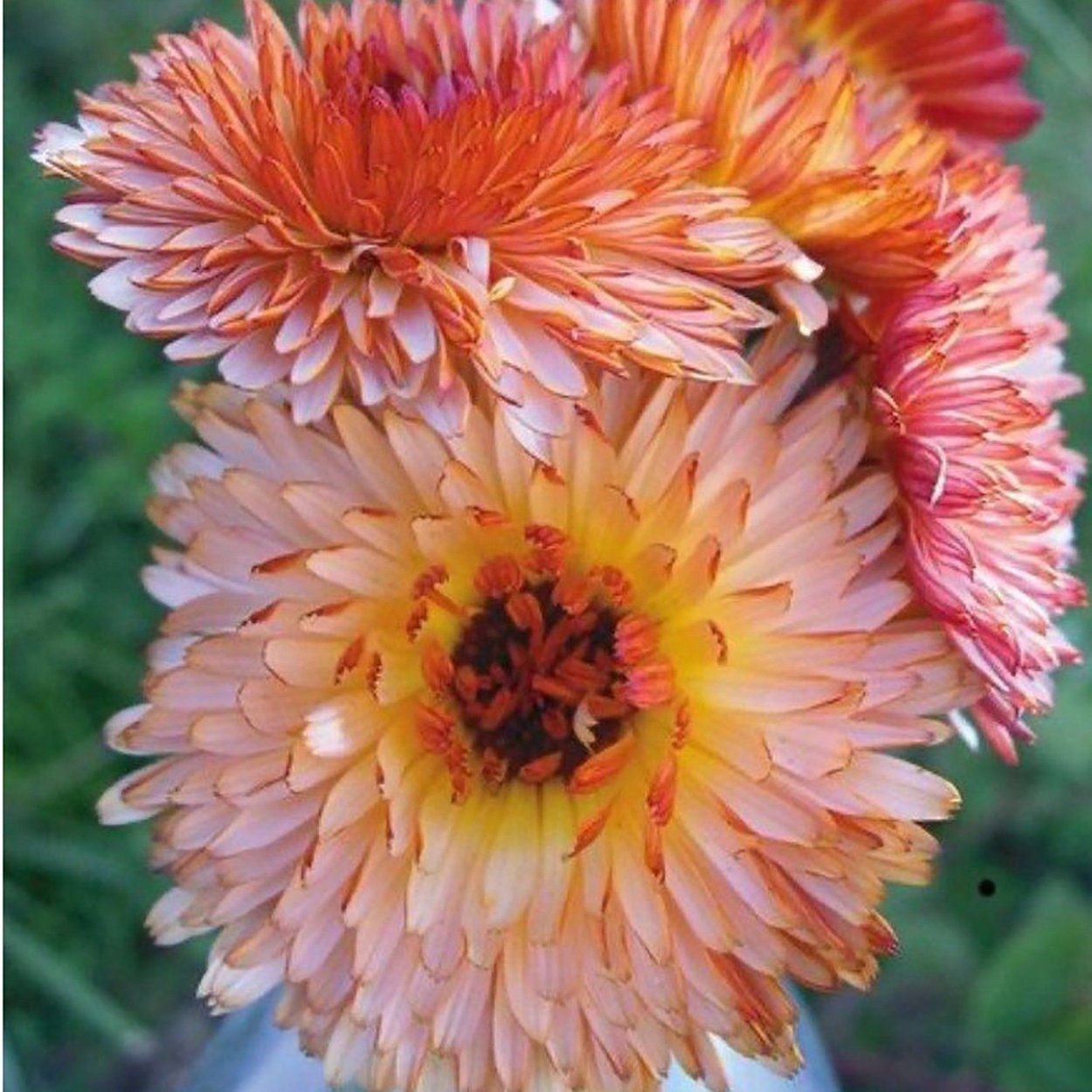 Календула Хризантема Аэлита