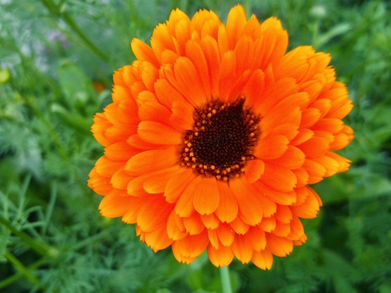 Календула махровая