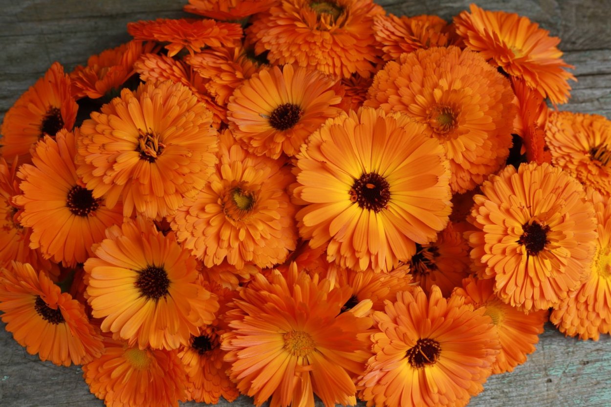 Календула зонненштайн