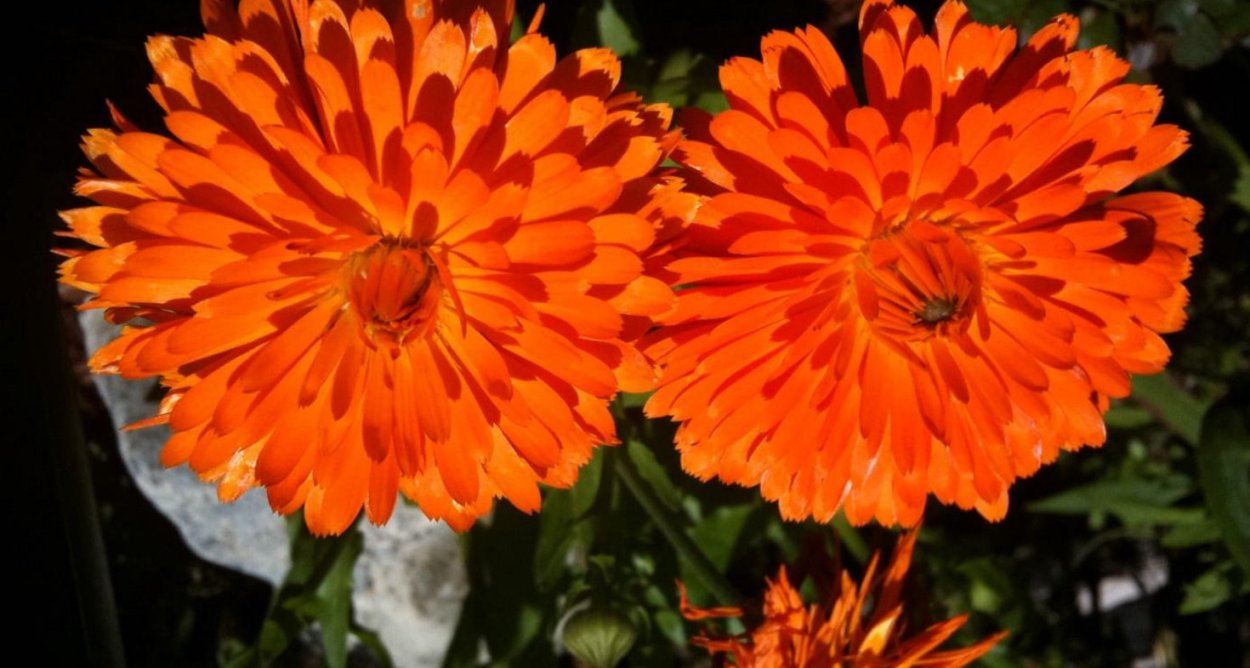 Календула Фиеста Гитана