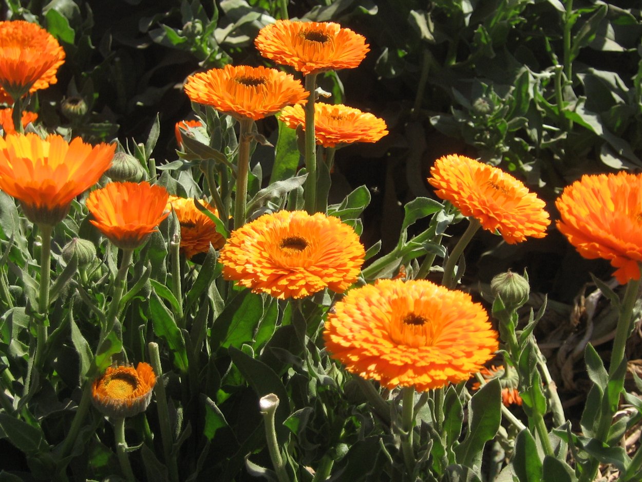 Календула дн n6 супп