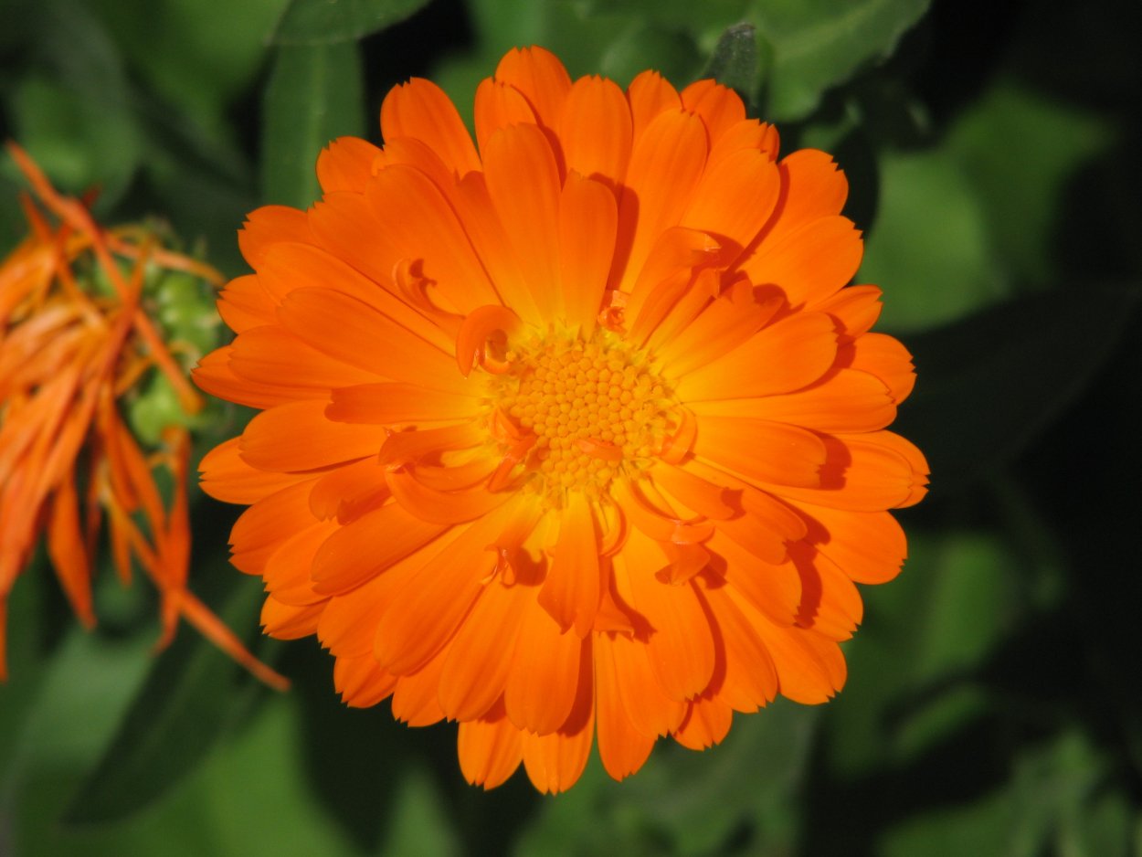 Календула махровая гейша гёл