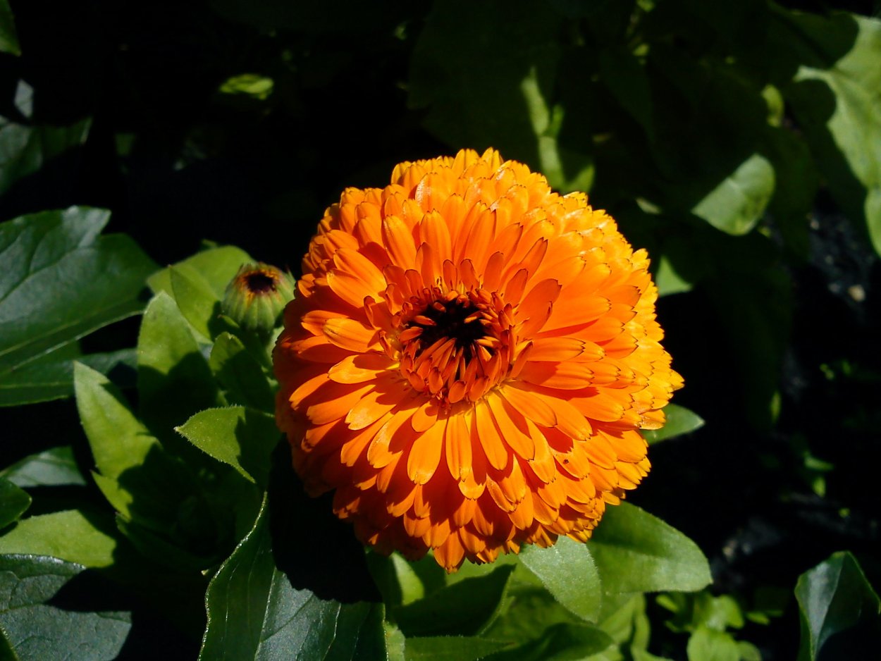 Календула красный гигант