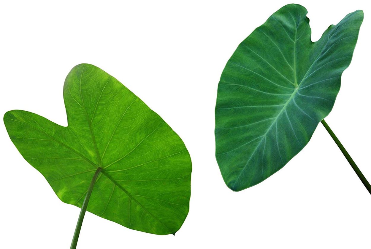 Белое ушко листик