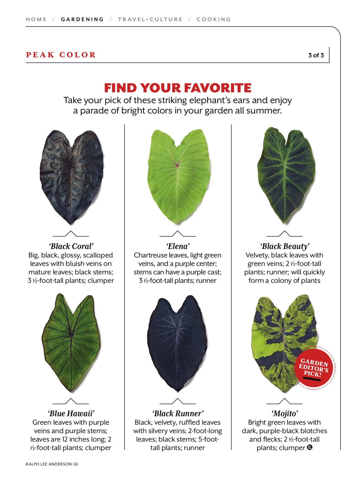 Описание слона