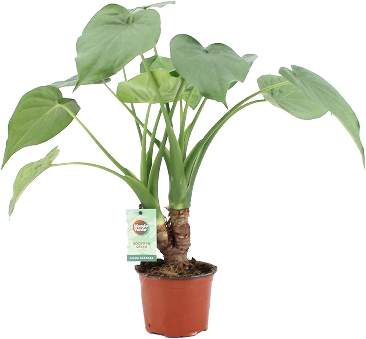 Алоказия Кукулата