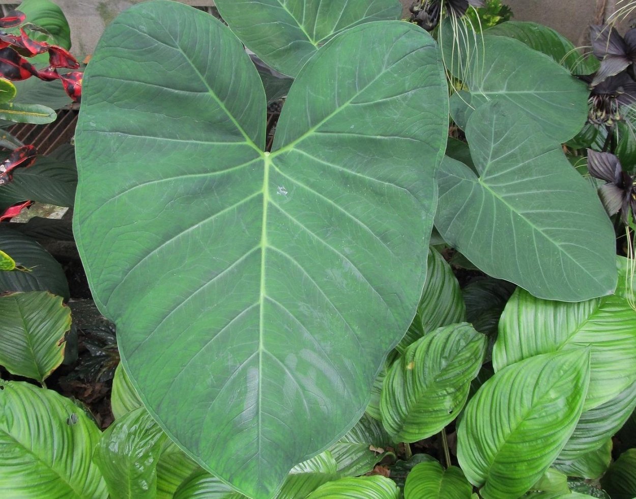 Колоказия и алоказия различия