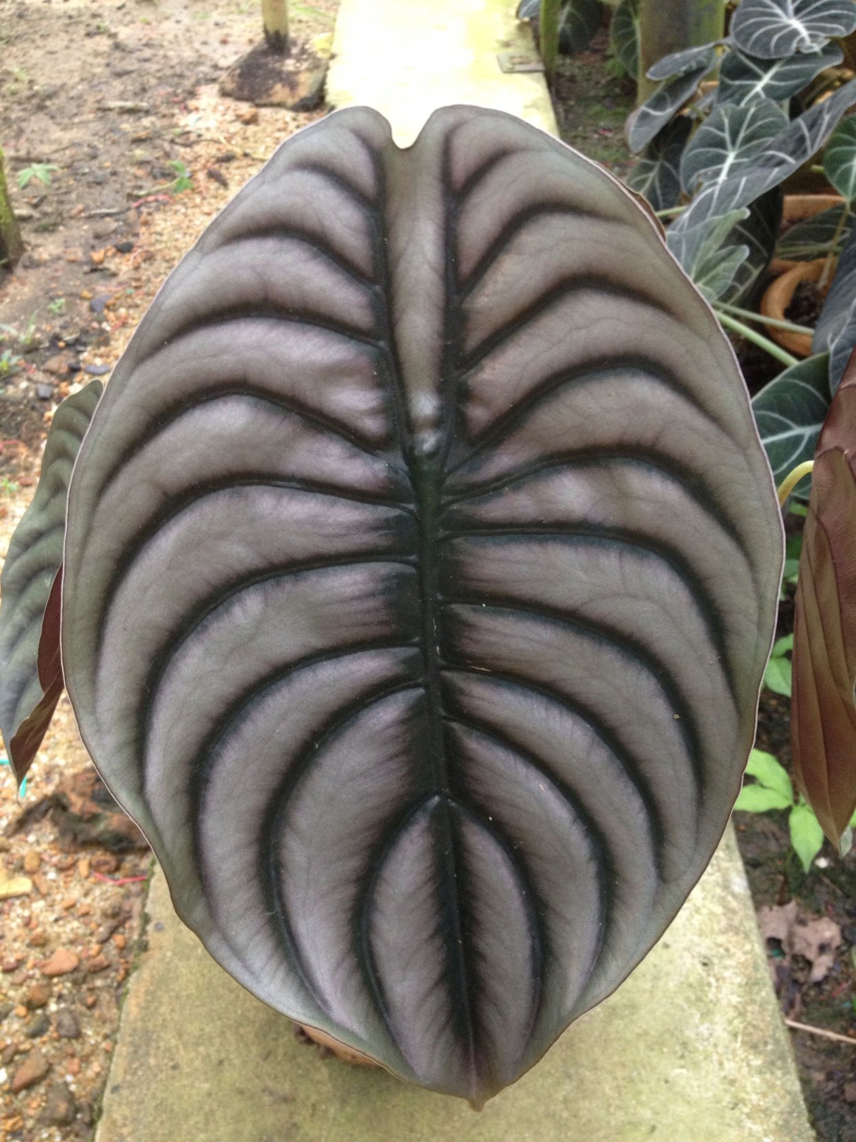 Alocasia cuprea( алоказия медная)