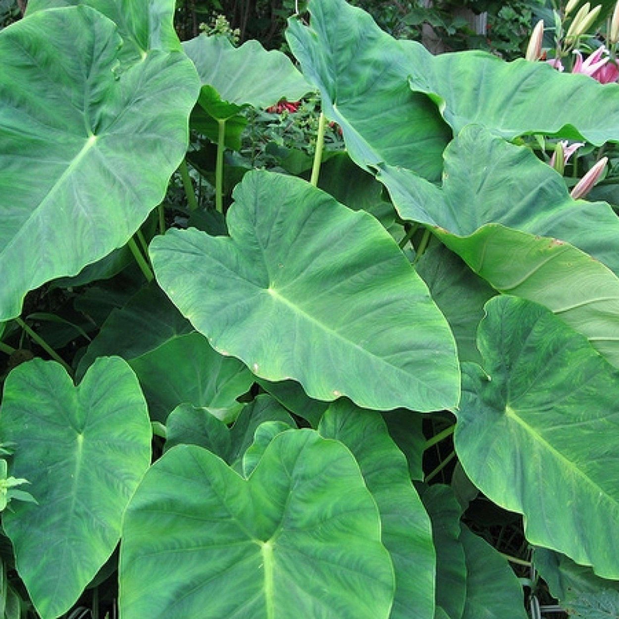 Цветок Слоновье ухо комнатный