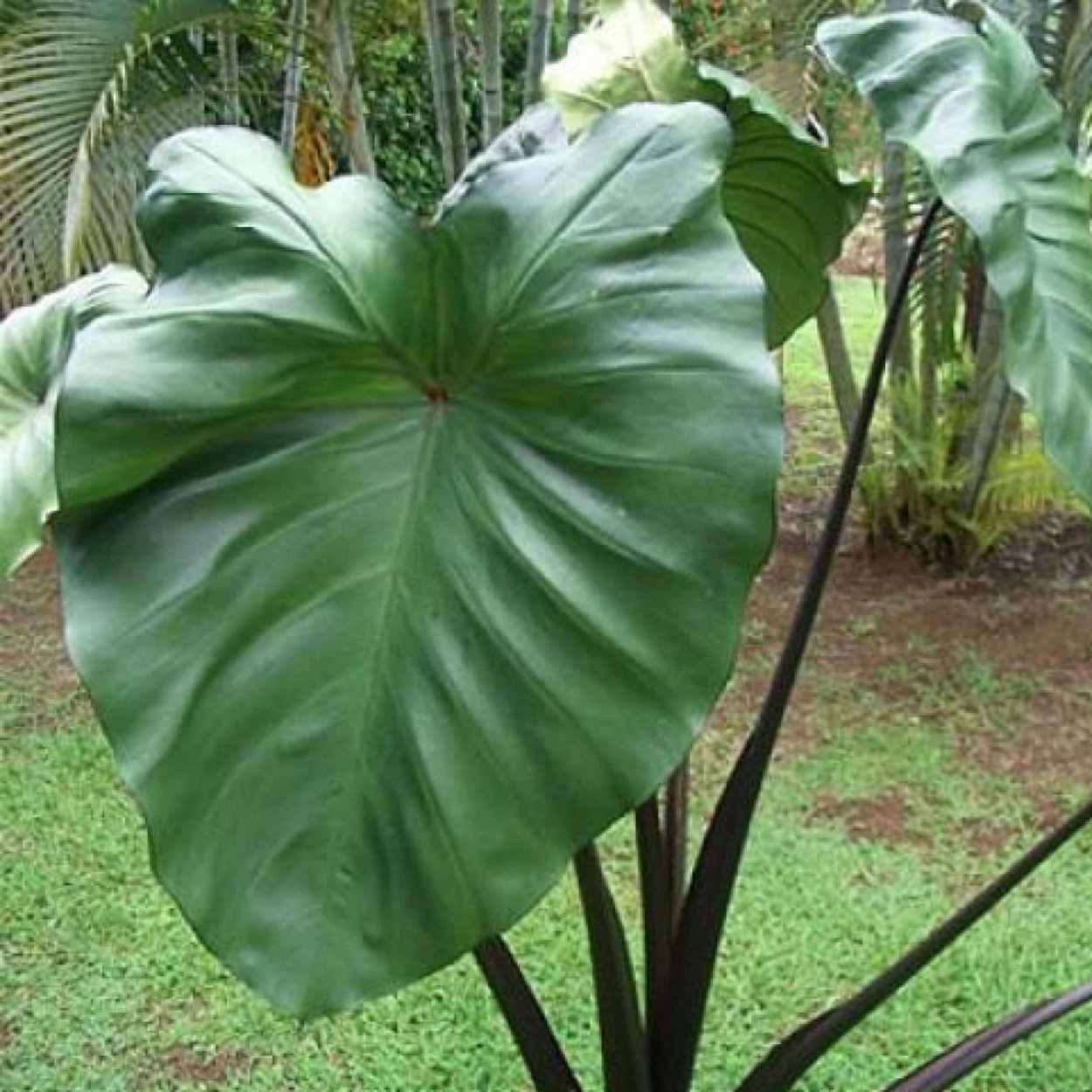 Филодендрон меланохризум