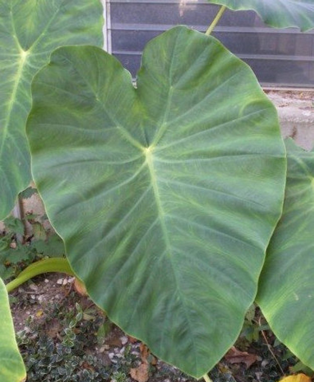 Elepaio Elephant Ear (ele paio) Live Plant - Colocasia
