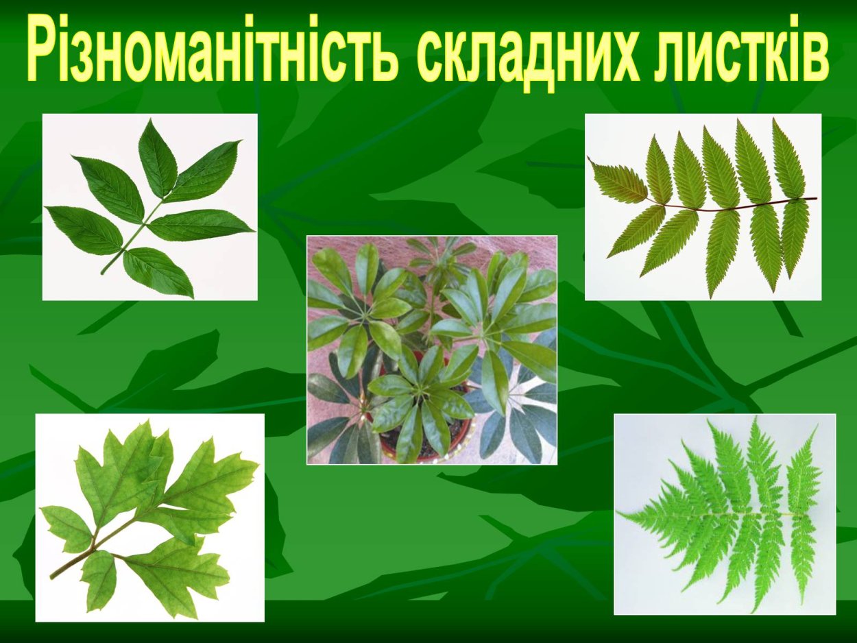 Деревья с непарноперистыми листьями