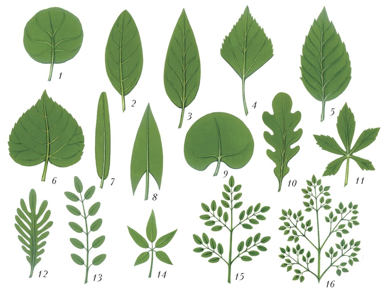 Монстера папоротник растения