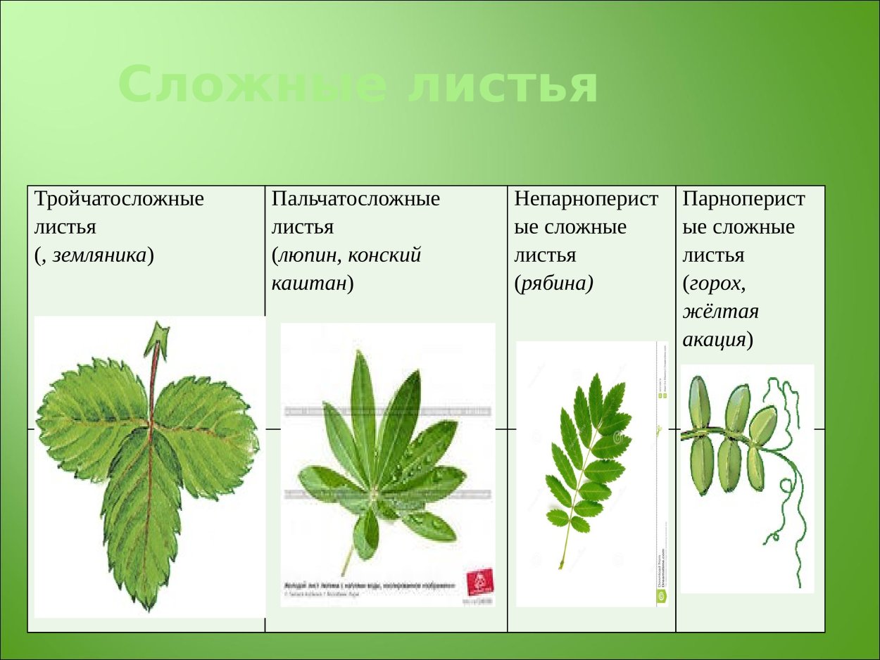 Темно зеленые листья