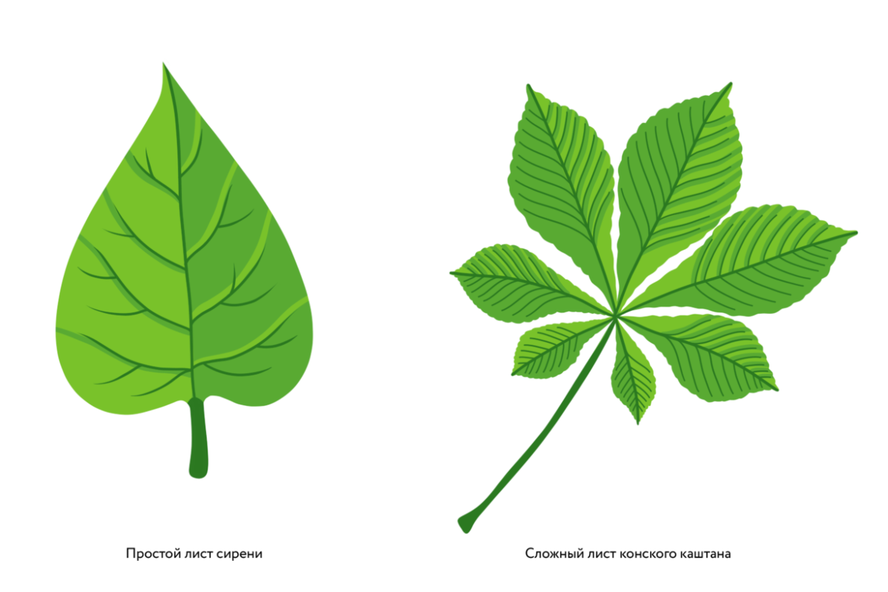 Деревья с непарноперистыми листьями